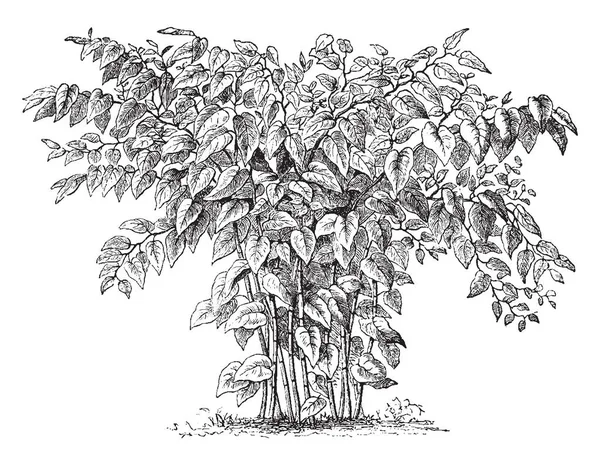 Knotweed Gigante También Conocido Como Polygonum Sachalinense Una Planta Verde — Archivo Imágenes Vectoriales