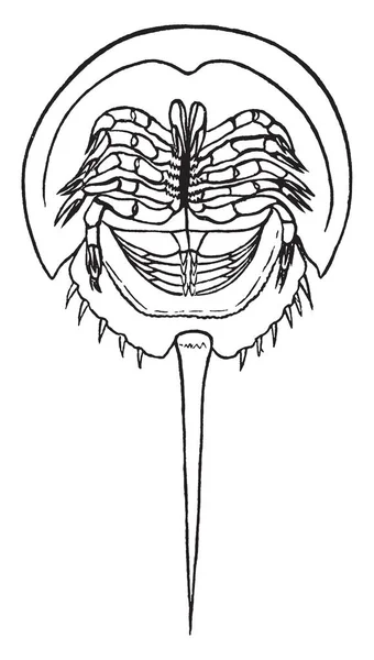 Horseshoe Crab Merupakan Urutan Yang Disebut Xiphosura Dari Fakta Bahwa - Stok Vektor