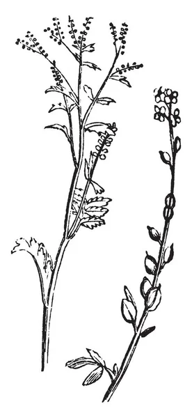 仙人掌或的名字属于许多植物 叶子有刺鼻的 芥末般的味道 并用作沙拉 复古线条画或雕刻插图 — 图库矢量图片