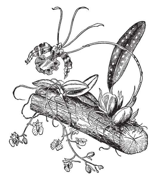 Приклад Acidium Pemphylo Порівняльної Роса Дві Epipoites Orchis Сім Щоб — стоковий вектор