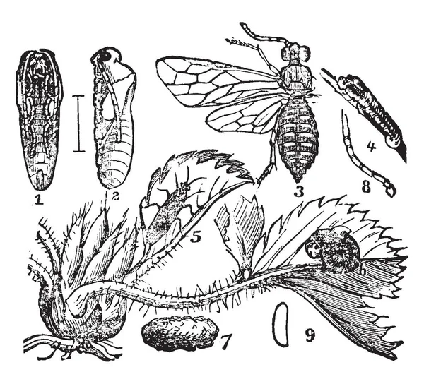 イチゴ ハバチの幼虫は イチゴの植物 ビンテージの線描画や彫刻図の葉を食べる — ストックベクタ