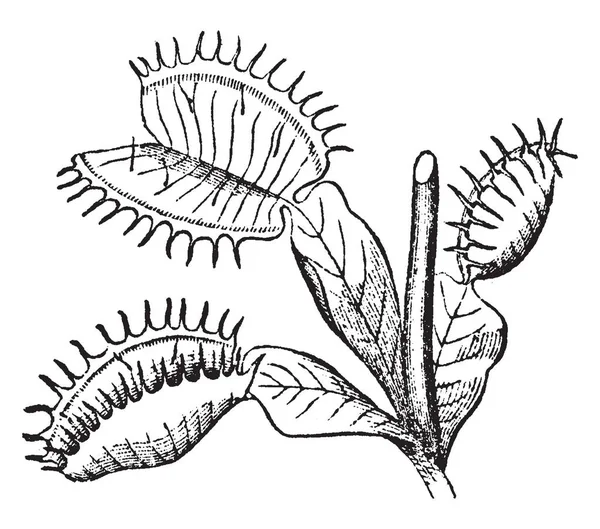 一张照片 显示的是迪奥纳亚 也被称为金星飞碟 它属于 Droseraceae 叶子的表面和边缘有宝座 复古线条画或雕刻插图 — 图库矢量图片