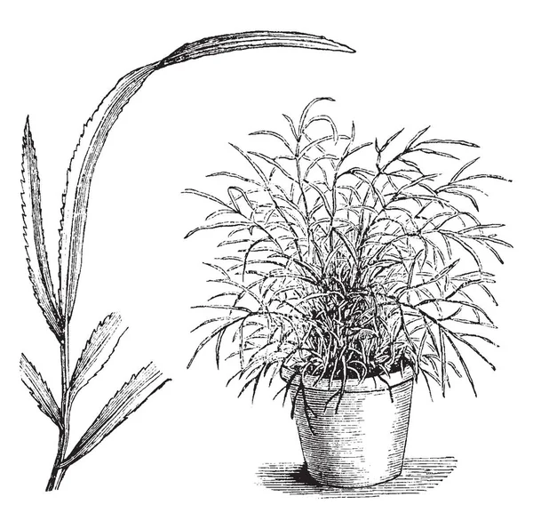 Pteris Serrulata Tenuifolia Rostlina Listy Jsou Štíhlé Liniové Kmenové Listy — Stockový vektor
