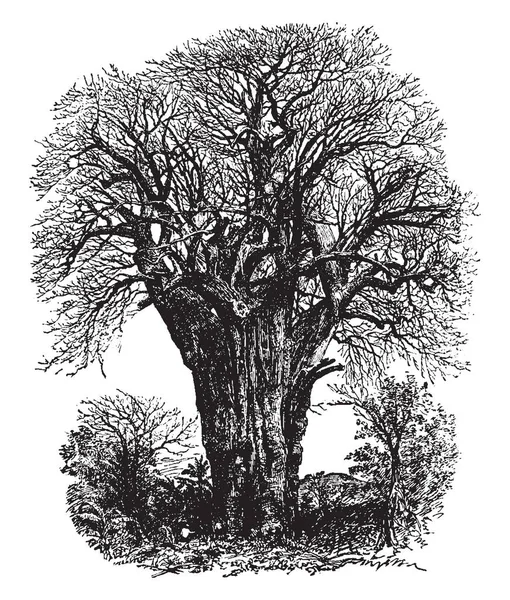 Африканское Дерево Шесть Девяти Видов Boabab Являются Коренными Жителями Мадагаскара — стоковый вектор