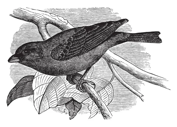Esta Imagem Representa Indigo Pássaro Desenho Linha Vintage Gravura Ilustração — Vetor de Stock