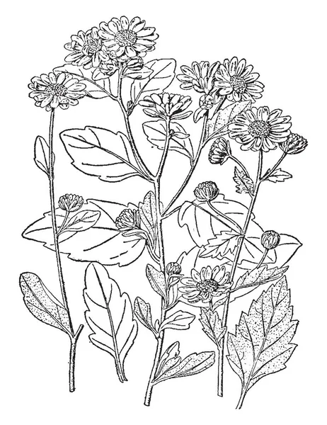 Εικόνα Δείχνει Ένα Χρυσάνθεμο Morifolium Φυτό Είναι Εκατοστά Υψηλό Και — Διανυσματικό Αρχείο