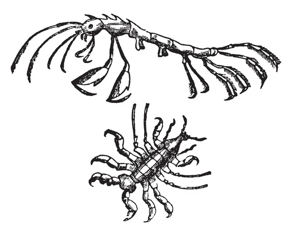 この図は Edriophthalma ビンテージの線描画や彫刻イラスト — ストックベクタ