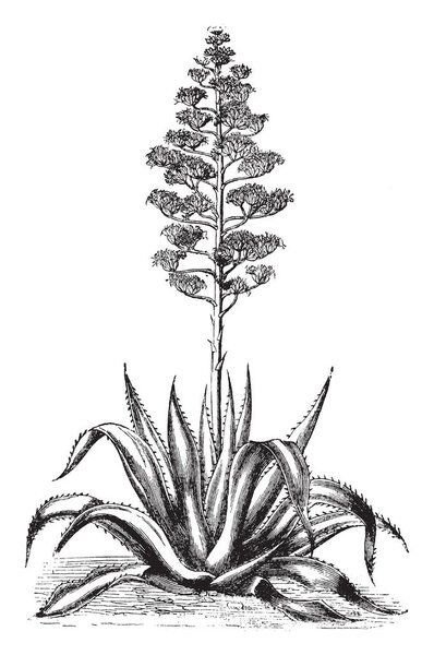 Agave Americana is a large succulent plant. It is grown as an ornamental plant, vintage line drawing or engraving illustration.