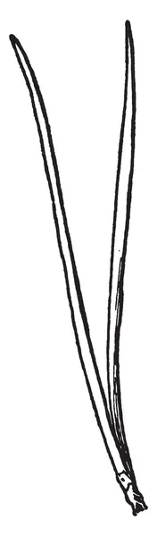 Изображение Двух Иголок Соломенной Формы Джерси Пайн Рисунок Винтажной Линии — стоковый вектор