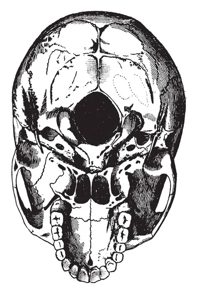 Deze Afbeelding Vertegenwoordigt Boekwaarde Van Schedel Vintage Lijntekening Gravure Illustratie — Stockvector