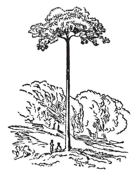 一张大树的照片 两个人坐在树下 看上去像树前的小玩具 复古的线条画或雕刻插图 — 图库矢量图片