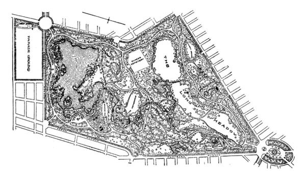 Immagine Della Pianta Illustrazione Vettoriale — Vettoriale Stock