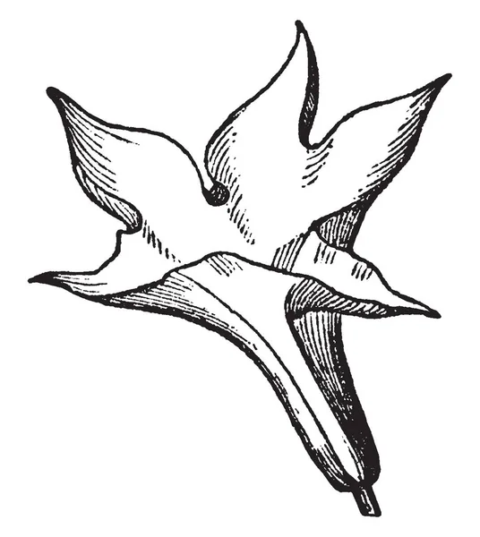 Зображення Квітки Королли Яка Внутрішнім Колом Частин Квітів Складається Пелюсток — стоковий вектор