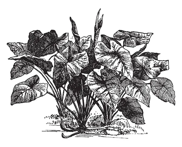 Colocasia Small Genus Asian Polynesian Tuberous Rooted Aroids Has Less Royalty Free Stock Illustrations