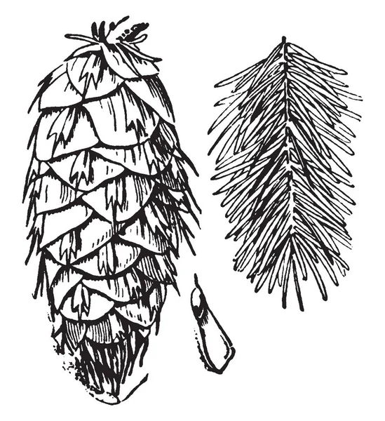 Sebuah Gambar Yang Menghadap Bawah Douglas Fir Cone Benih Dan Grafik Vektor