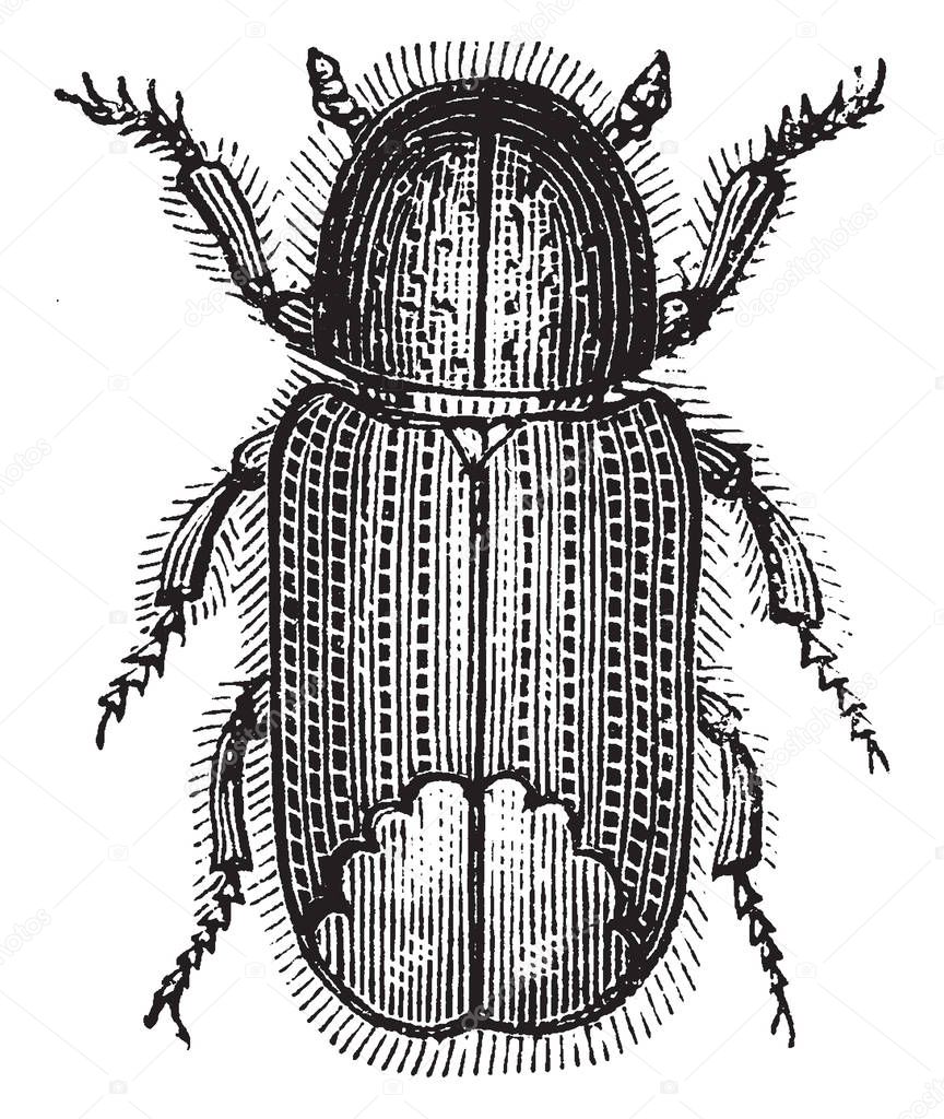 Tomicus Laricis is a pine bark beetle, vintage line drawing or engraving illustration.