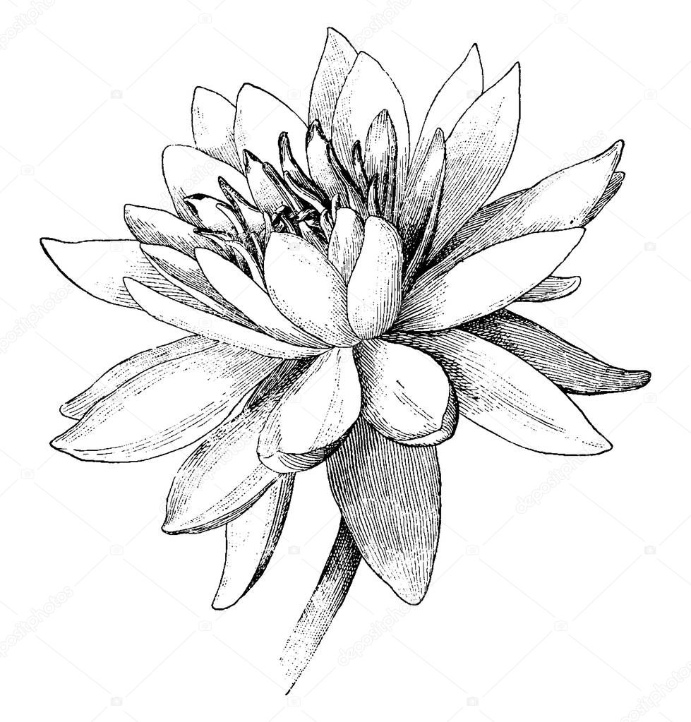 lotus flower, vintage line drawing or engraving illustration.