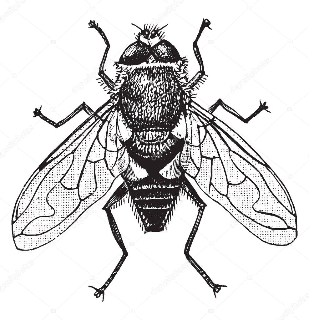 Rat Tailed Fly which is commonly known as the drone fly, vintage line drawing or engraving illustration.