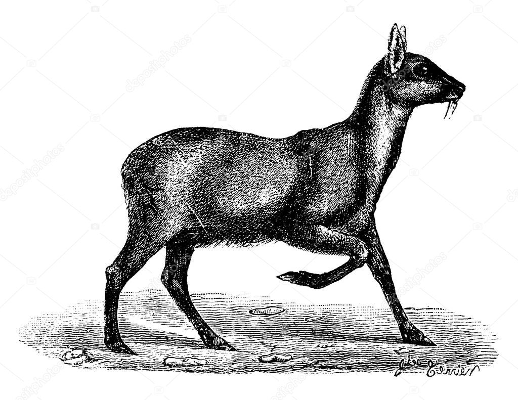Musk deer, vintage engraved illustration. Natural History of Animals, 1880