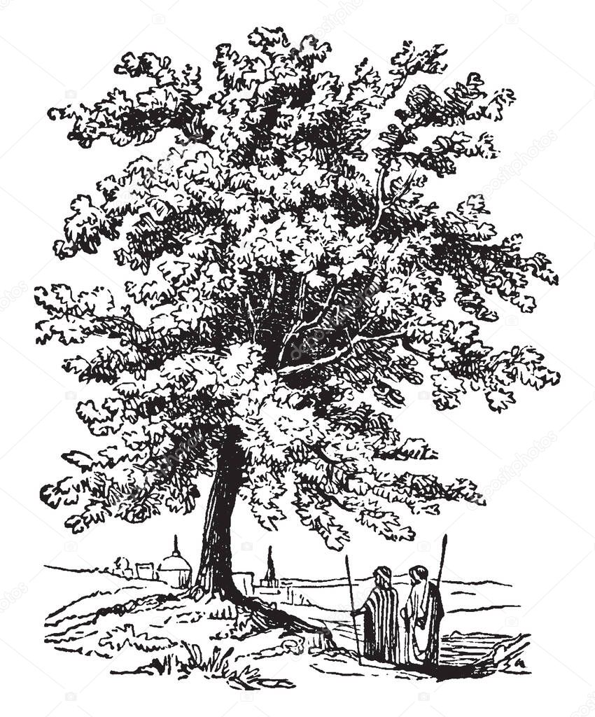 A tree native to the Mediterranean region. It produced the earliest-known form of turpentine, and was used in medicine by the ancient Greeks, vintage line drawing or engraving illustration.