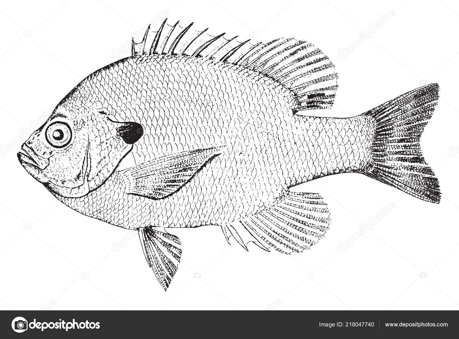 Bluegill Sunfish Species Freshwater Fish Sometimes Referred Bream