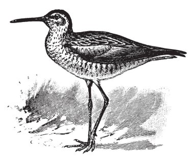 Bir küçük sorusorması, vintage çizgi çizme veya oyma illüstrasyon Uzunbacak Sandpiper mı.