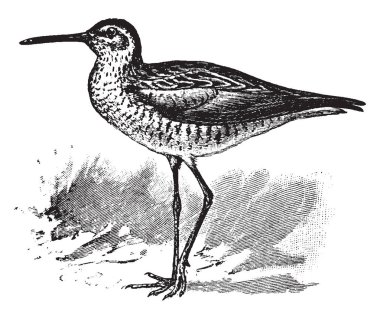 Stilt Sandpiper is a small shorebird, vintage line drawing or engraving illustration. clipart