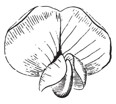 Bu Locust bir çiçektir. Çiçek kelebek şeklinde ve bezelye Aile, vintage çizgi çizme veya oyma illüstrasyon ait.