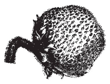 Bu çilek Chilensis meyve var. Konu mevcut meyve ve küçük kıllar gibi iğne kök üzerinde mevcut vardır. Yaprak meyve, vintage çizgi çizme veya oyma illüstrasyon alt kısmında mevcuttur.