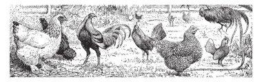 Bu diyagram Fowl çeşitleri, klasik çizgi çizme veya oyma illüstrasyon temsil eder..