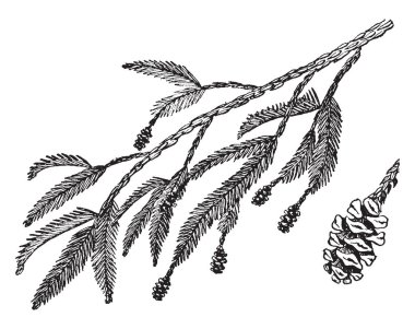 Bu görüntüde bir kalın tarçın renkli kabuğu, vintage çizgi çizme veya oyma illüstrasyon olduğunu.