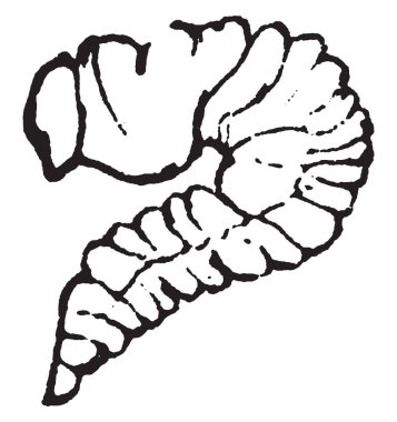 Buğday kök Cephus Pygmaeus, vintage çizgi çizme veya oyma resimde olan sinek gördüm.