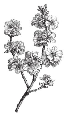 Bir resim bir dalı ortak badem bilinen Amygdalus Communis gösteriyor. Amygdalus Communis çiçekleri beyaz veya renkli, vintage çizgi çizme veya oyma illüstrasyon gül.