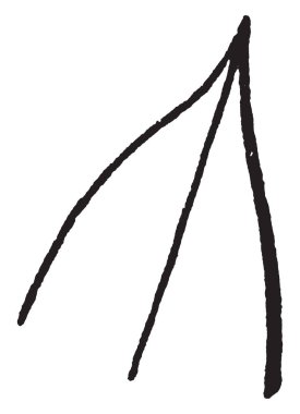 Acuminate olarak da bilinen en son, vintage çizgi çizme veya oyma illüstrasyon en sivrilen gösteren bir resim.