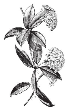 Hoya carnosa, onun çekici mumsu yapraklar ve tatlı tatlı kokulu çiçekler için yetiştirilen ortak bir ev bitkidir. Çiçek kümeleri içinde büyüyor ve kırmızı merkezi, vintage çizgi çizme veya oyma illüstrasyon ile her zaman çok solgun pembe beyazdır.