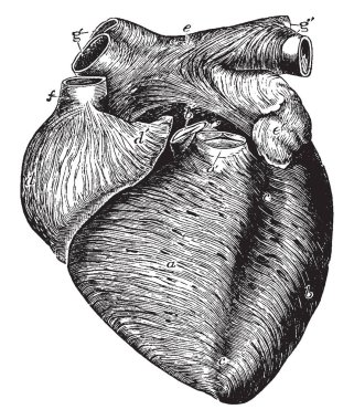 Bu diyagram kalp, vintage çizgi çizme veya oyma illüstrasyon ön görünümü temsil eder..