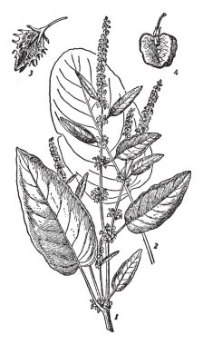 İki ana dock türü yapraklı rıhtım ve kıvrılmış rıhtım bulunmaktadır. Yaprakları geniş ve düz, kalp şeklindeki temel, klasik çizgi çizme veya illüstrasyon oyma.