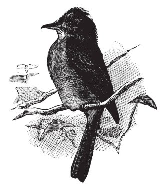 Ahşap Pewee tünemiş bir şube, vintage çizgi çizme veya oyma illüstrasyon.