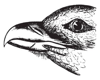 İşlev şahin Gaga, vintage çizgi çizme veya oyma illüstrasyon iş.