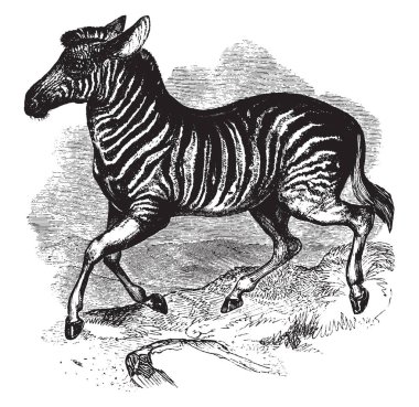 Dauw meydana gelen her Orange River, vintage çizgi çizme veya oyma illüstrasyon bölge Kuzey oldu bulundu..