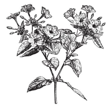 Bir resmi bir şube gösteren ve ortak Marvel Peru çiçek Mirabilis Jalapa olarak da adlandırılır. Çiçekleri beyaz, sarı, Kızıl, ya da çizgili ya da iki veya daha fazla bu renkler, vintage çizgi çizme veya oyma illüstrasyon ile başlıdırlar.