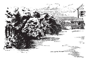 Ev ve evin önünde büyük ağaç yoktur. Ağacın gövdesine çok güçlü ve büyük ve bu ağaç, vintage çizgi çizme veya oyma illüstrasyon ağlıyor.