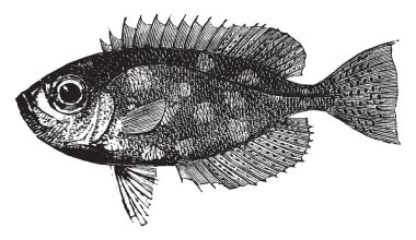 Kocagözlü bir büyük göz, vintage çizim sahip veya illüstrasyon oyma bir balıktır.