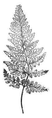 Gymnogramme Calomelanos Chrysophylla ve yaprakları resmi var sarı tozu, vintage çizgi çizme veya oyma illüstrasyon.