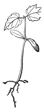 Bu bir akçaağaç bitkidir tohum büyür ve kök saç büyümeye sahip. Bitki tam yetişkin bölümlerini, vintage çizgi çizme veya oyma resimde görebilirsiniz.