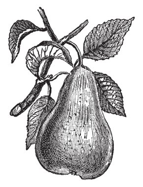 Bu resmi bir meyve ağacı elma olarak aynı cins ait gösterir ve kapsamlı bir şekilde kendi Meyvamı ekili. Bu hala, birçok bölgelerde vintage çizgi çizme veya oyma illüstrasyon bulunduğu Avrasya için yerel.