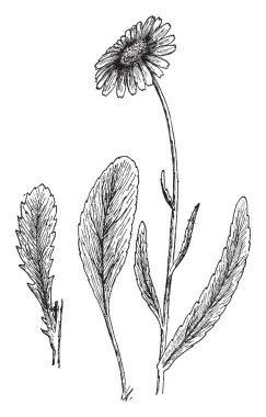 Görüntü bir kasımpatı maksimum gösterir. Yaprakları tabanında daralmış. Alternatif olarak kök, vintage çizgi çizme veya oyma illüstrasyon düzenlenen küçük mızrak şeklinde yaprakları vardır.