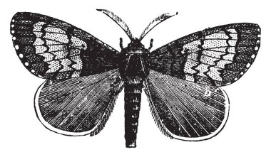 Erkek Gipsy Moth gipsy moth wings nispeten zayıf, vintage çizgi çizme veya oyma çizimde olduğu.