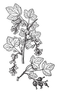 Bu görüntü, bir yerli siyah frenk üzümü. Bu meyve tatlı, bir yuvarlak şeklinde. Küçük ve ince yaprakları vardır. Lang ince ve yuvarlak, vintage çizgi çizme veya oyma illüstrasyon Stams vardır.