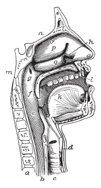 Bu diyagram ağız, vintage çizgi çizme veya oyma illüstrasyon temsil eder..
